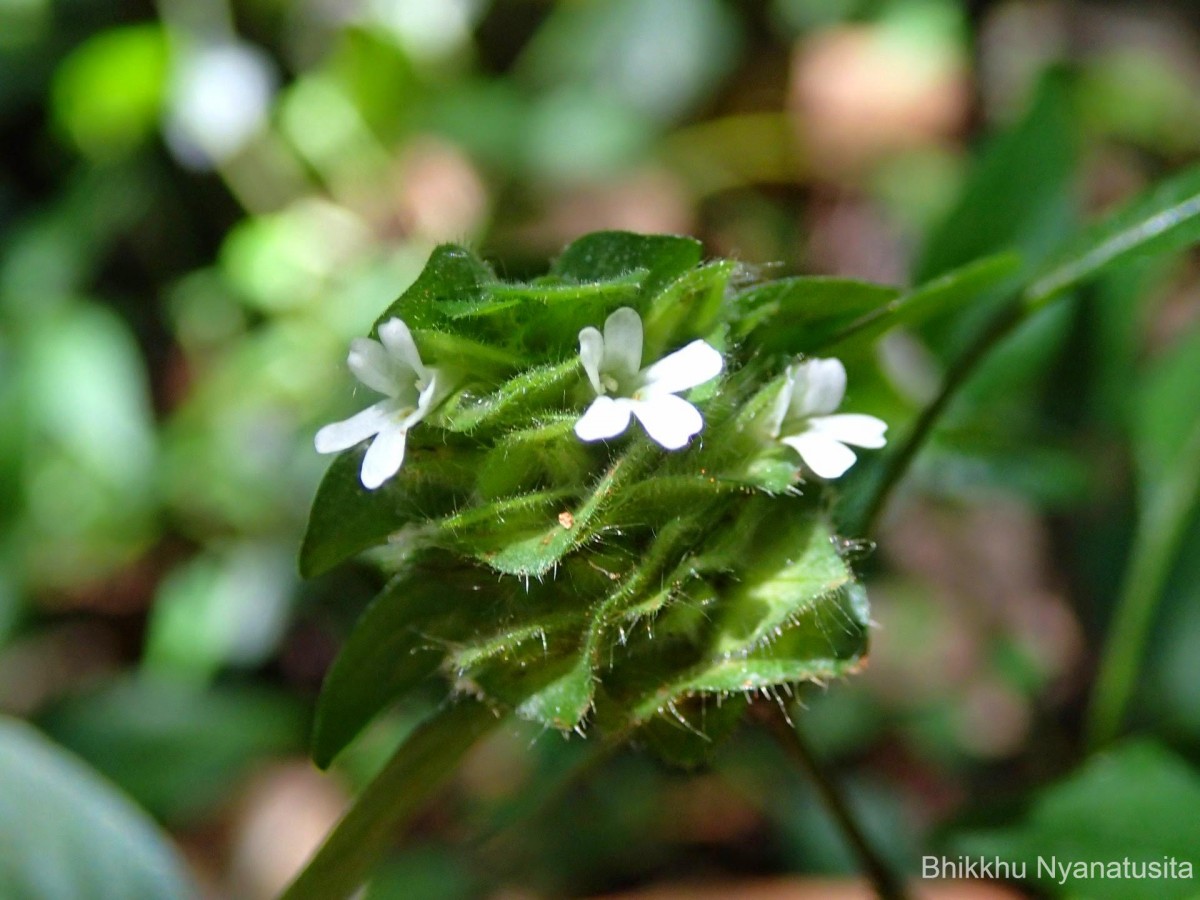 Phaulopsis dorsiflora (Retz.) Santapau